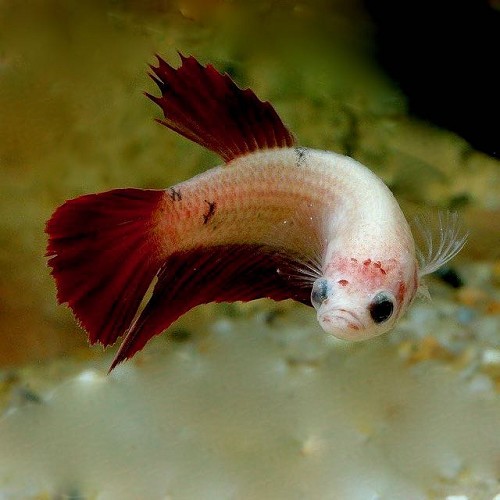 Betta splendens female de luxe - Combattant femelle XL